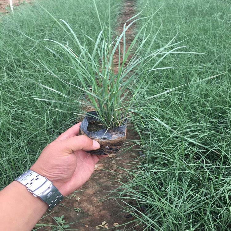 苗圃直销狼尾草 狼尾草报价 狼尾草量大优惠