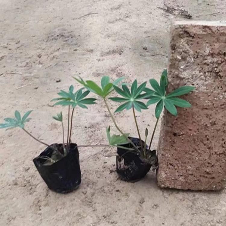 羽扇豆小苗 鲁冰花花苗基地 树庆直销鲁冰花花苗