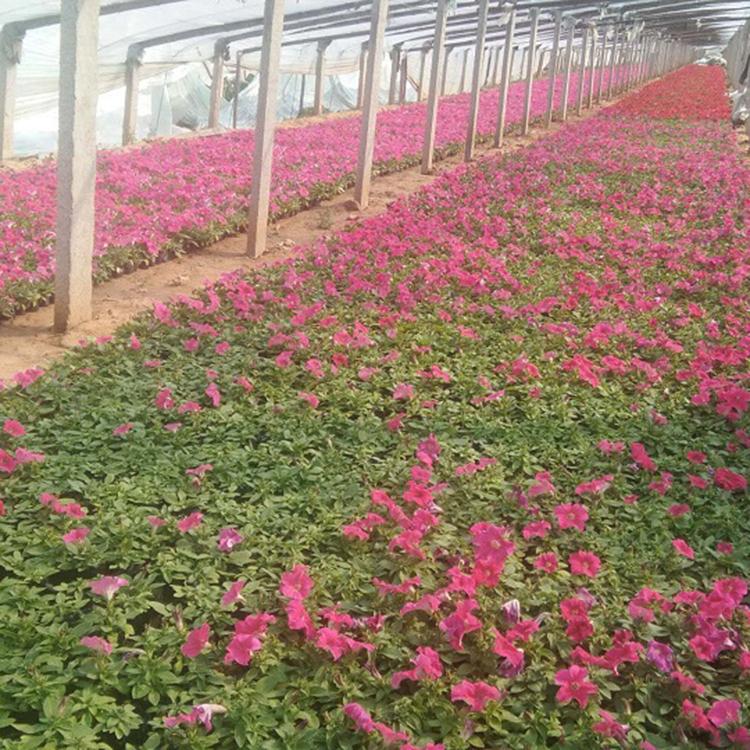 山东牵牛花 牵牛花批发报价 欢迎预定