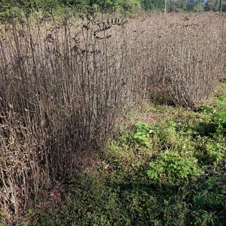 批发高质量花楸苗 百花花楸苗 物美价廉