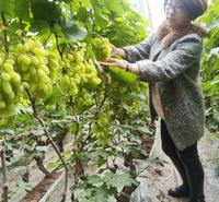 阳光玫瑰葡萄苗 果粒着生紧密 可教技术葡萄苗 培育基地发货