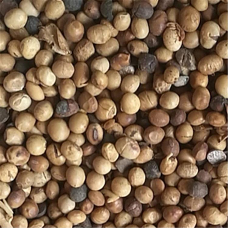 港口受损大豆有机肥原料 大量供应 无压榨原形态大豆 捷丰生物
