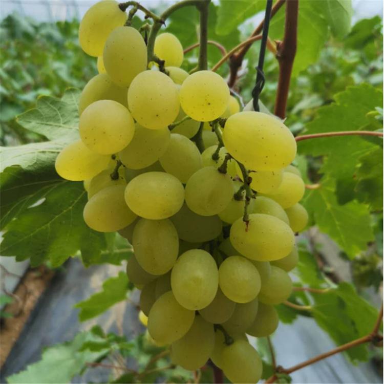 口感好 套袋葡萄 温室种植葡萄 大量上市