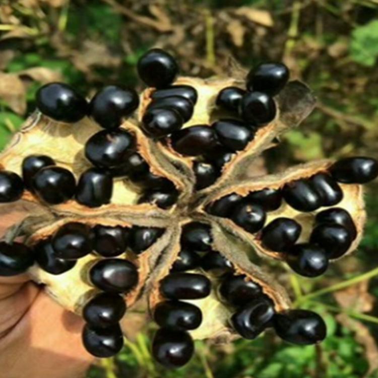 牡丹籽 牡丹苗 大量批发销售