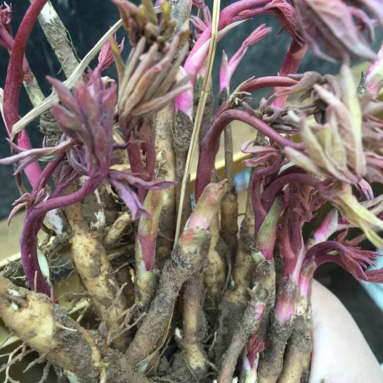 出售一年牡丹种苗 两年牡丹种苗 价格低产量高