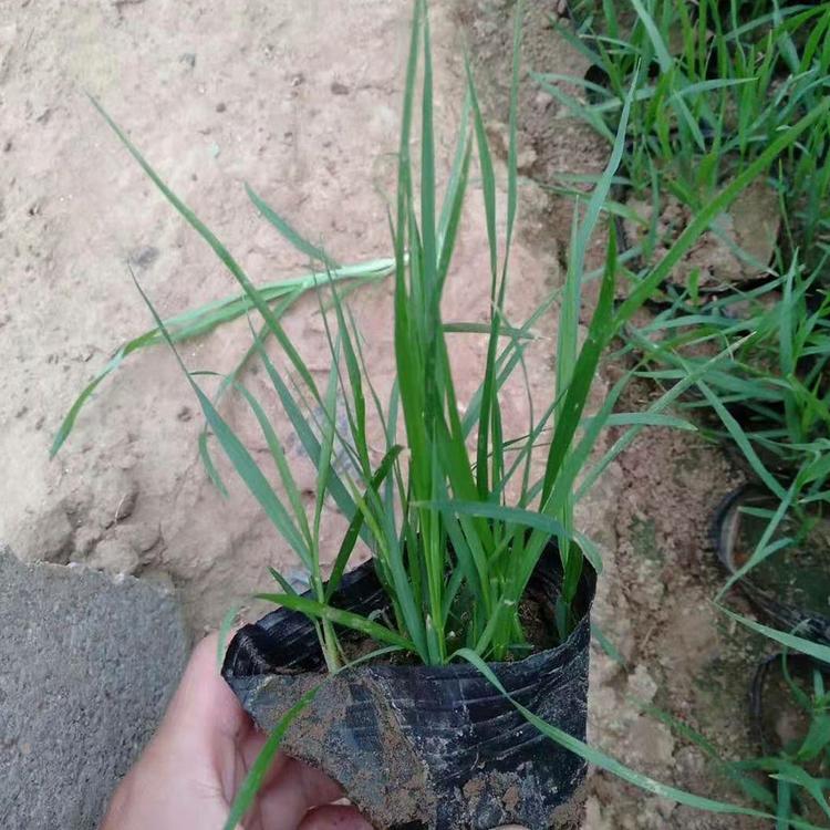 欢迎选购 狼尾草杯苗 狼尾草报价