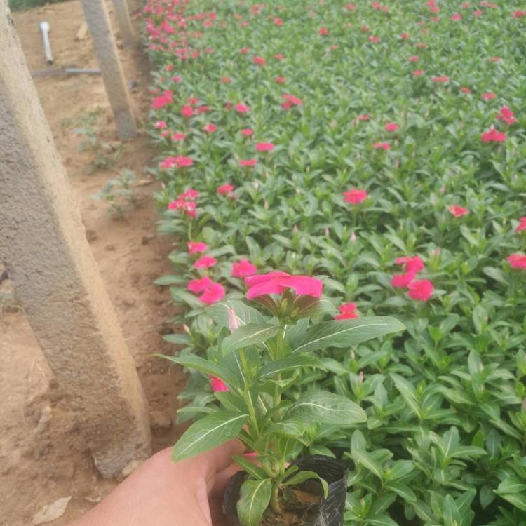 天天开小苗 天天开小苗批发 销售天天开小苗