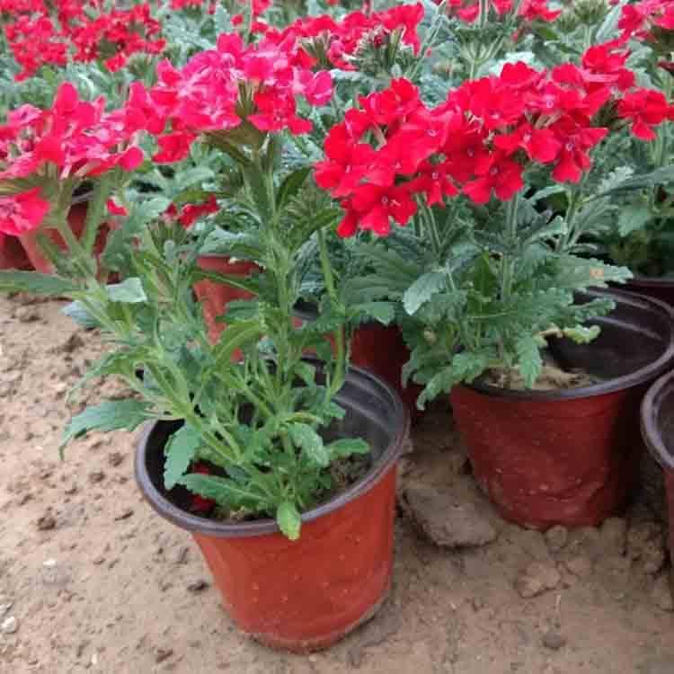 美女樱盆苗 基地种植 青州草花供应 美女樱种植基地