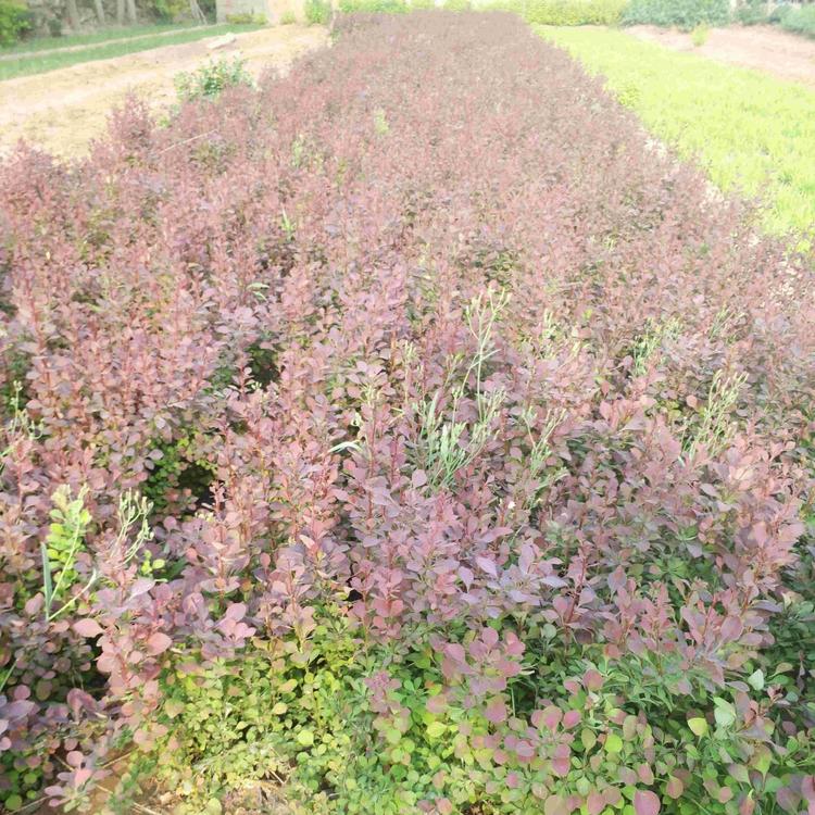 紫叶小蘗基地 紫叶小蘗价格表