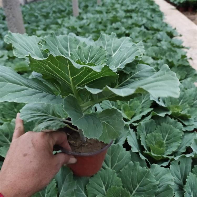 基地种植 羽衣甘蓝苗 羽衣甘蓝销售