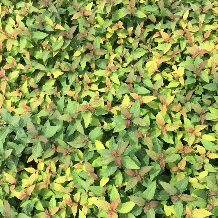 金山绣线菊种苗 青州宿根草花批发 长势好 金山绣线菊基地