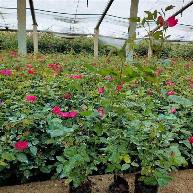 月季苗种植基地 丰花月季批发商