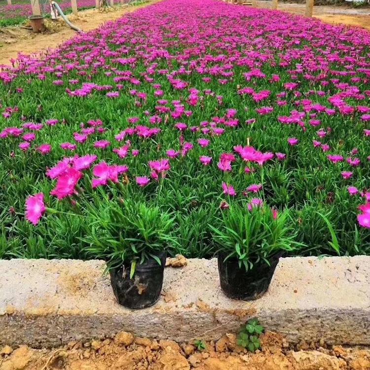 欧石竹批发 涵香花卉培育 青州欧石竹