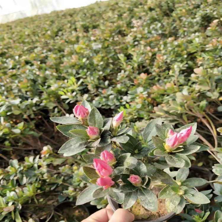 直销杜鹃花卉  石岩杜鹃培育 价格实惠