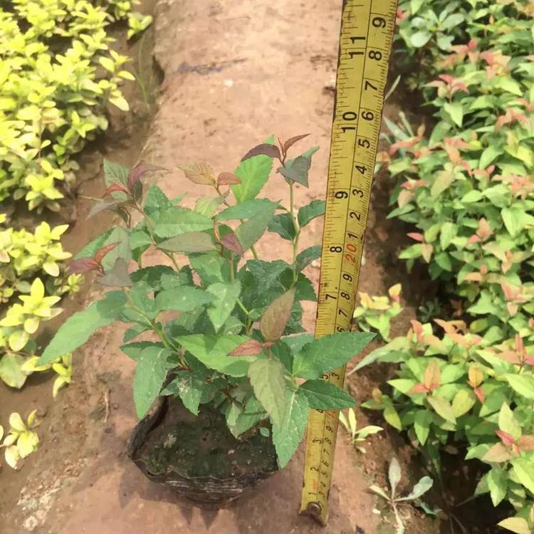 金山绣线菊小苗 青州宿根草花批发 基地批发 金山绣线菊基地