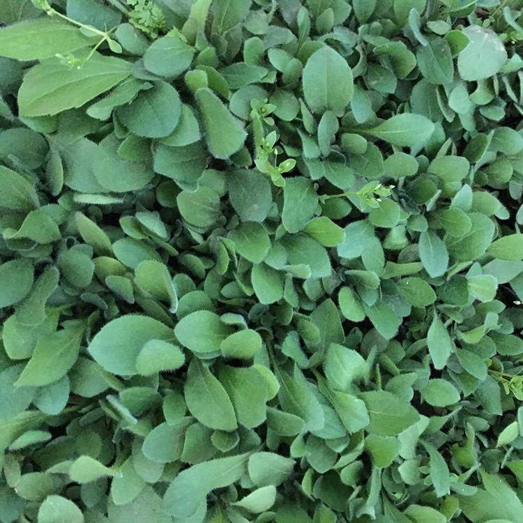 黑心菊小苗 长势不错 涵香花卉 山东黑心菊行情