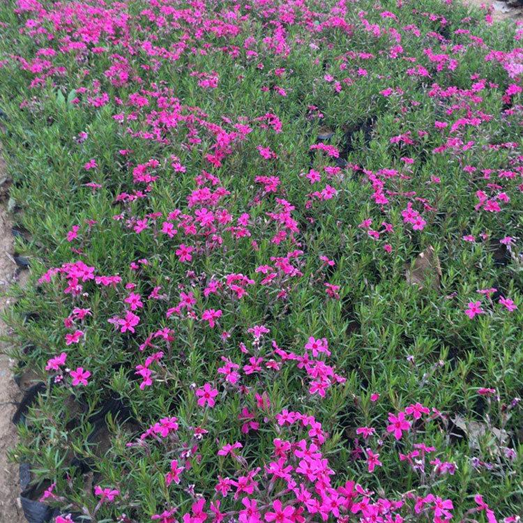 福禄考价格 草花种植基地 青州福禄考 花海工程用苗