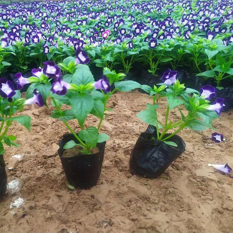夏堇批发 价格从优 一年生草本植物 夏堇