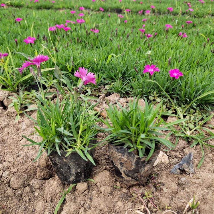 欧石竹种植基地 价格从优 山东宿根地被欧石竹