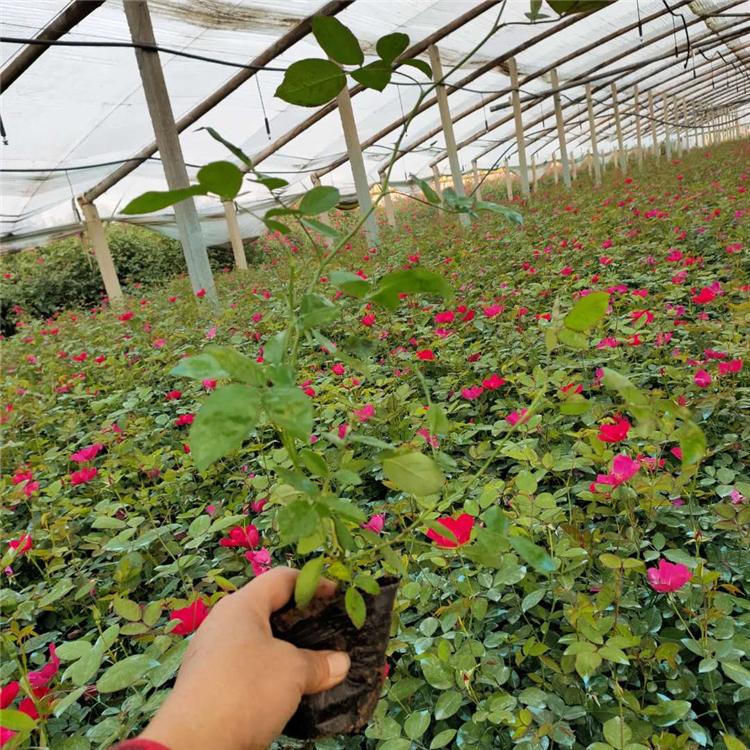 丰花月季行情 园林观赏植物 青州月季苗种植基地【顺菊花卉】