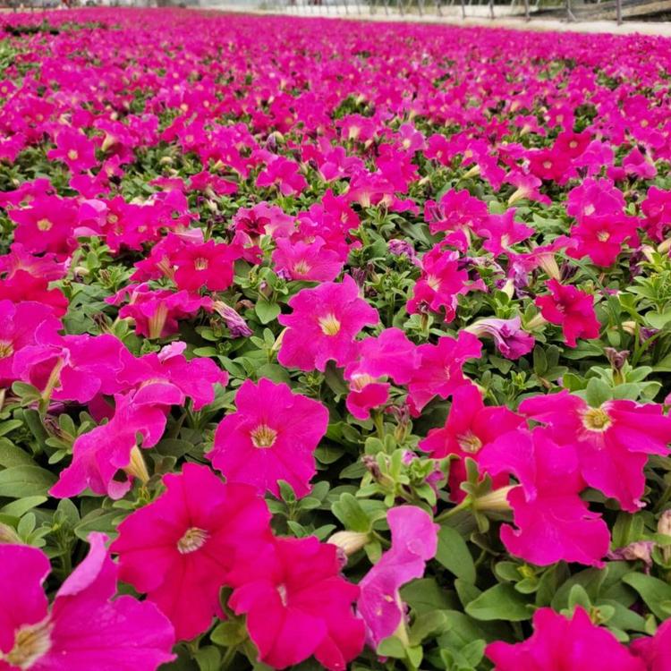 矮牵牛价格 山东草花 基地供应 矮牵牛