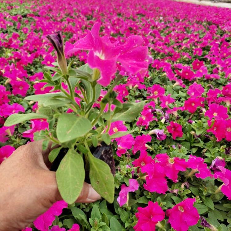 基地供应 玫红矮牵牛 矮牵牛批发