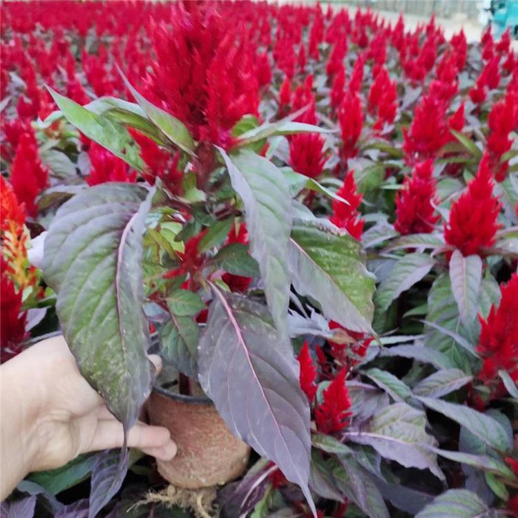 山东草花 世纪红直销 欢迎咨询 世纪红