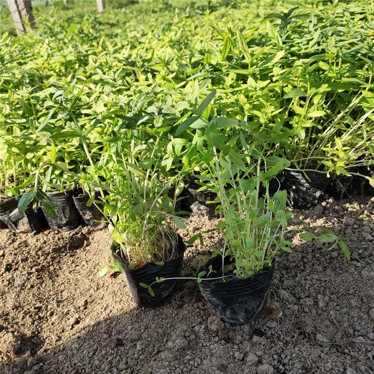 直销千屈菜 宿根草花基地 青州千屈菜种苗