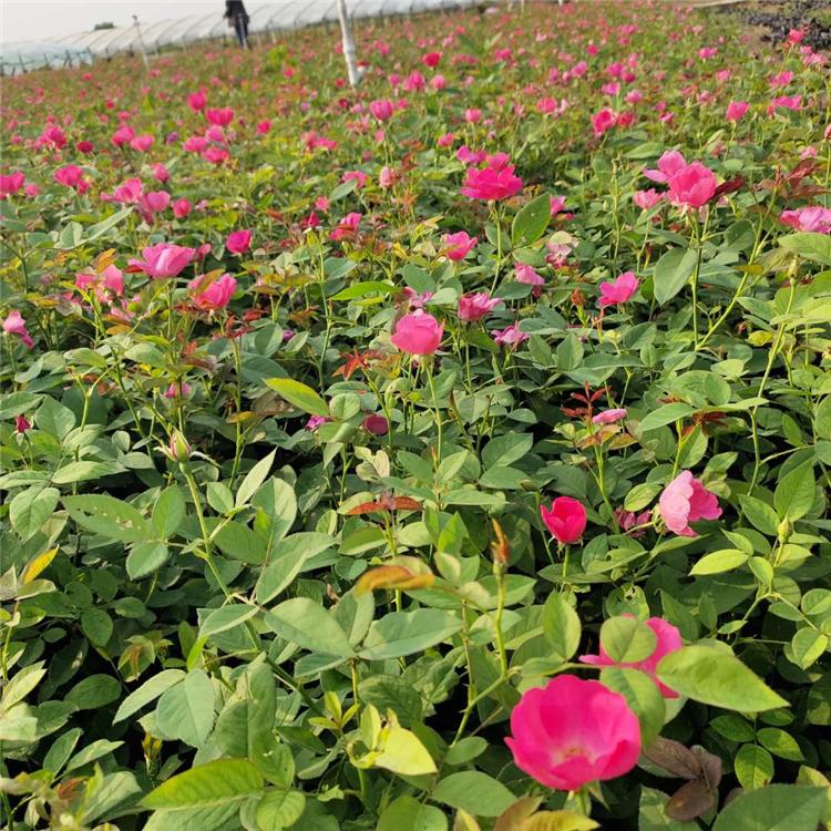 丰花月季报价 大量批发 山东月季苗种植基地
