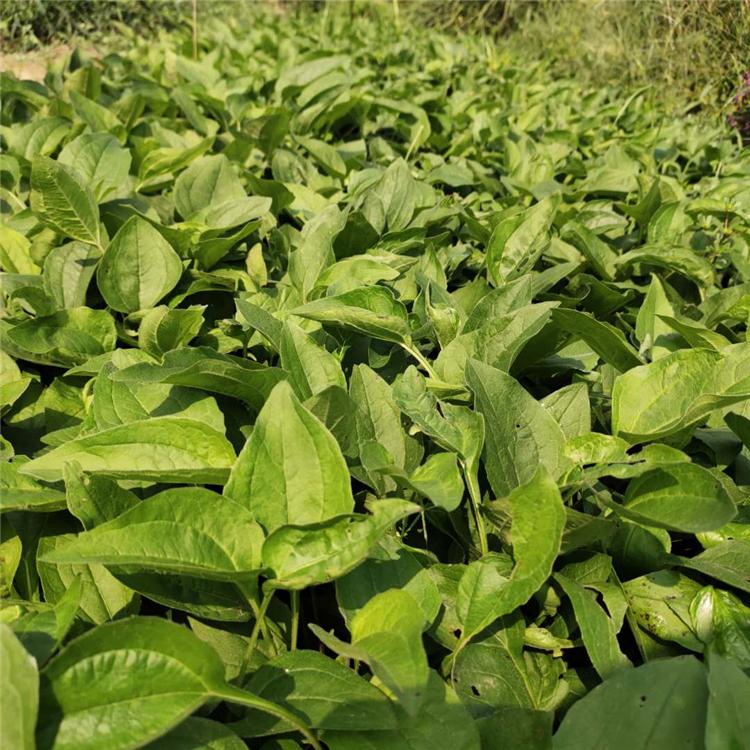 松果菊 松果菊种植基地