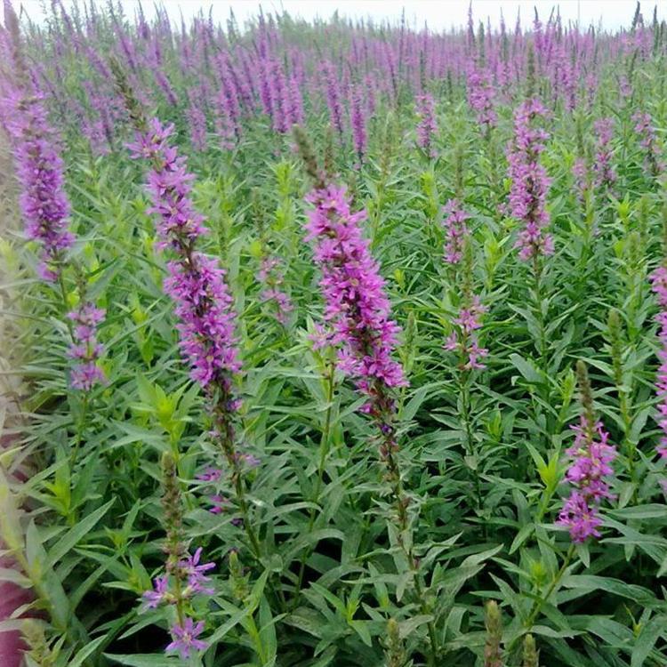 价格从优 千屈菜 千屈菜批发 时令草花