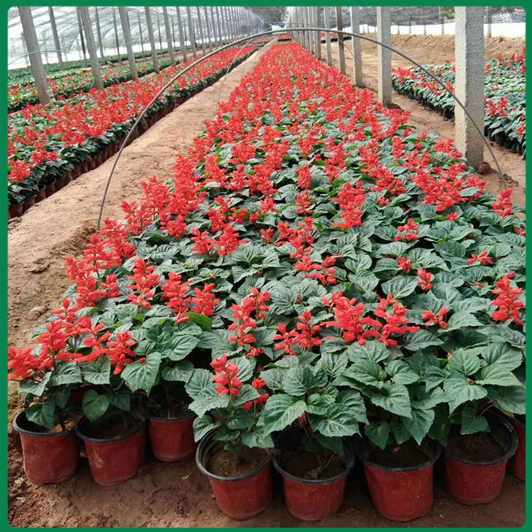 一串红基地 观赏草花批发基地 青州诺森