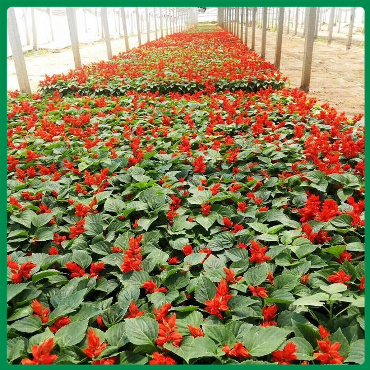双色盆一串红 观赏草花批发基地 量大优惠