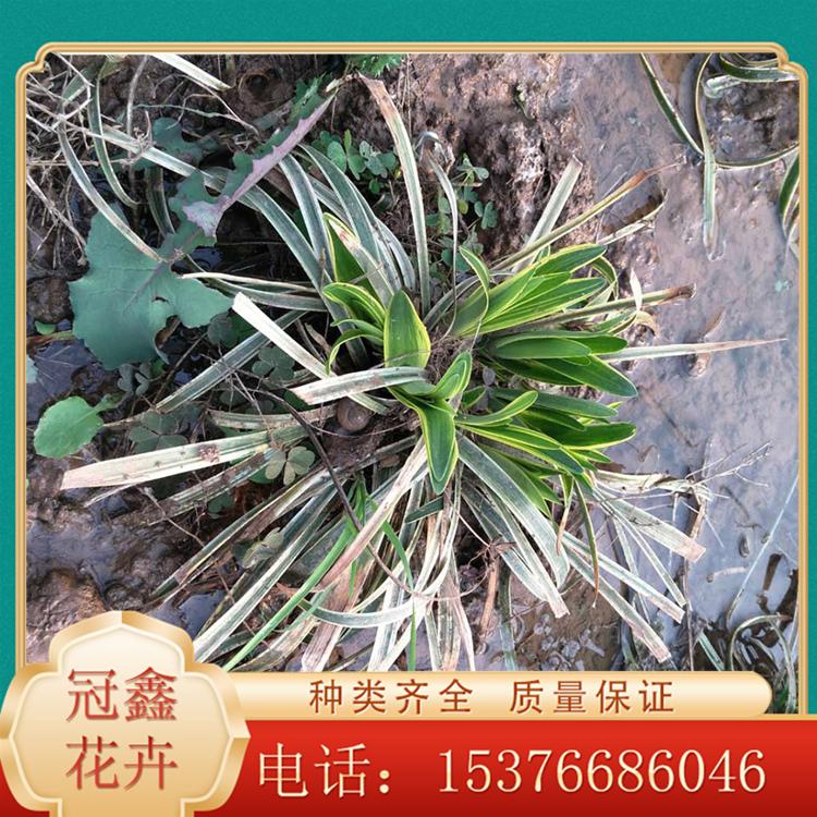 山东金边麦冬基地 金边麦冬 金边麦冬花苗
