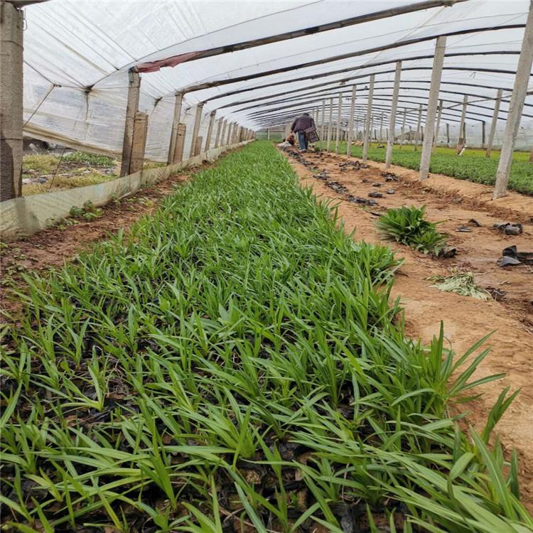 蛇鞭菊批发 蛇鞭菊量大优惠 蛇鞭菊批发报价