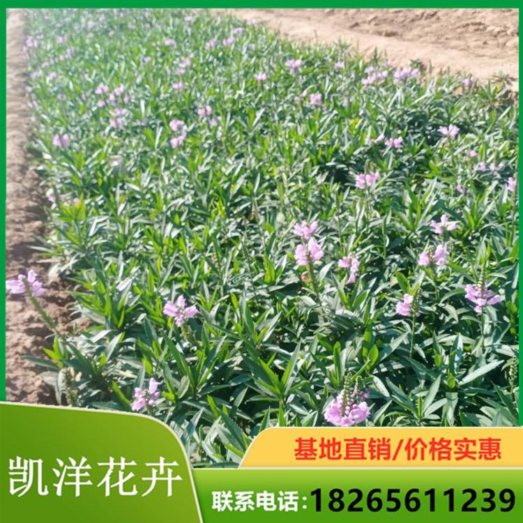 假龙头 种植培育假龙头小苗 假龙头小苗基地培育