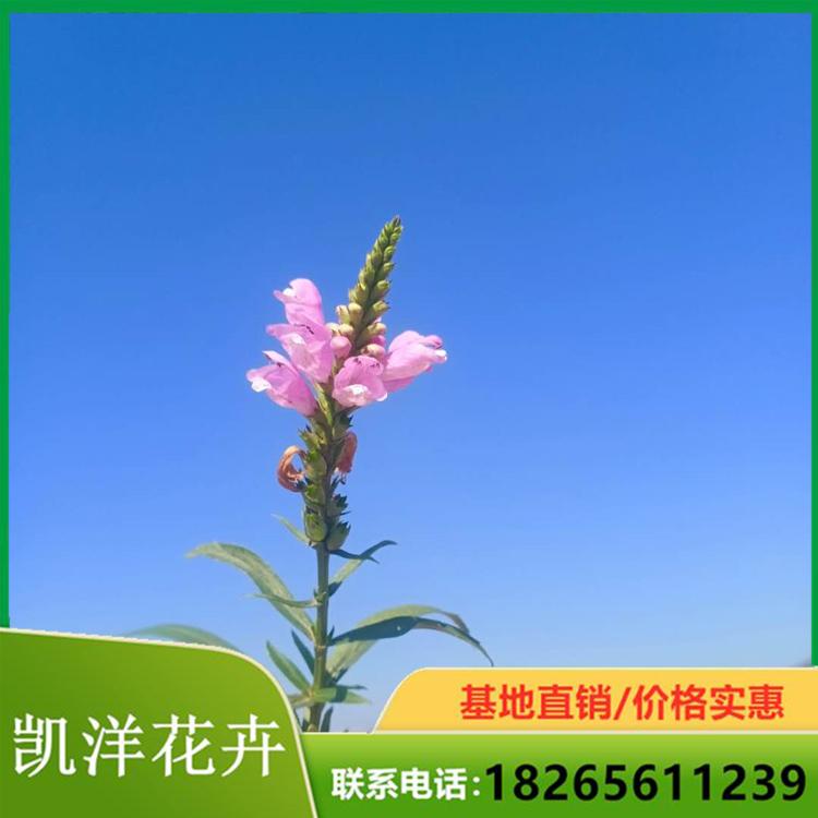 假龙头小苗 大量批售假龙头花苗 优良假龙头出售
