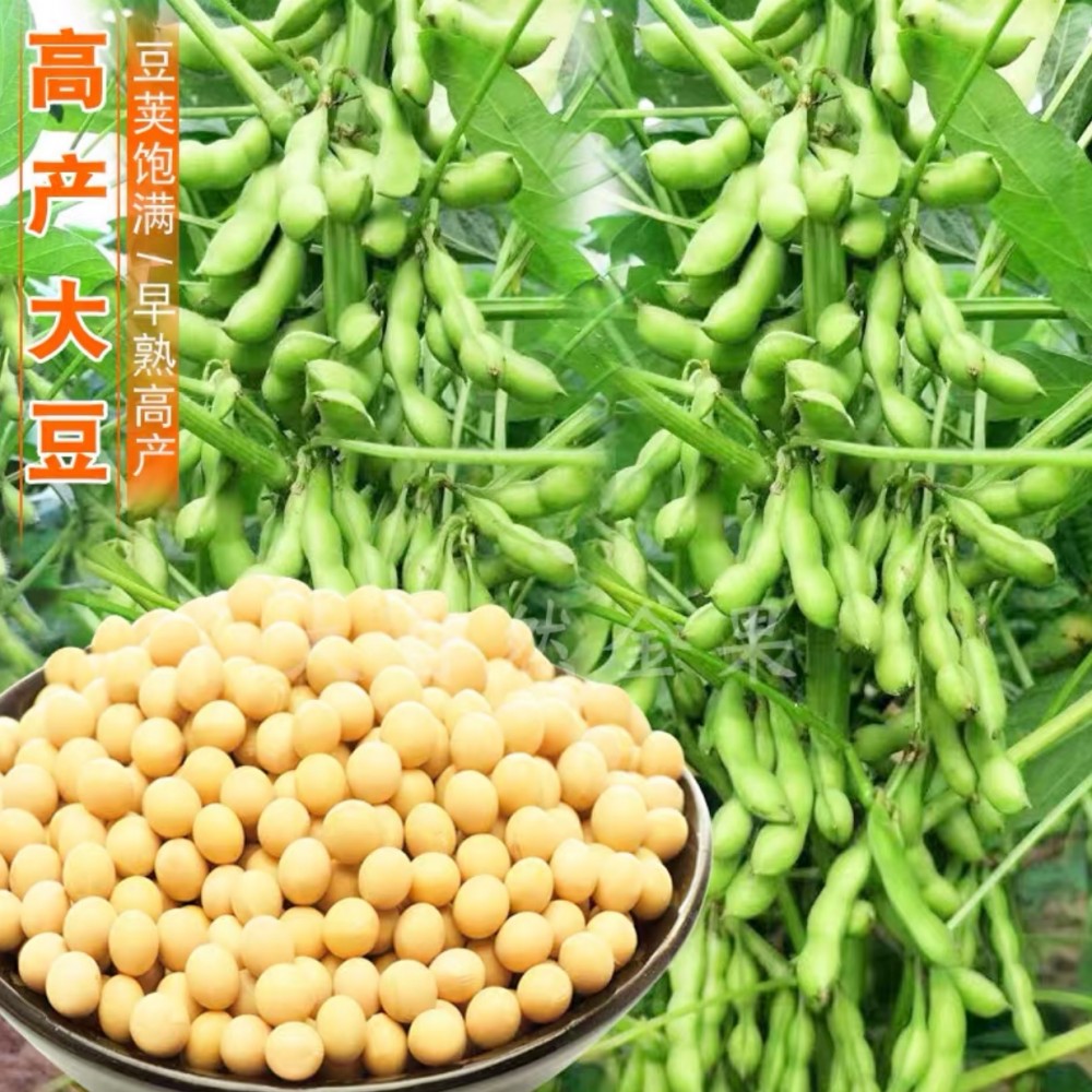 优质高蛋白大豆种子  阳光嘉里郑1307直销 品质高 质量优