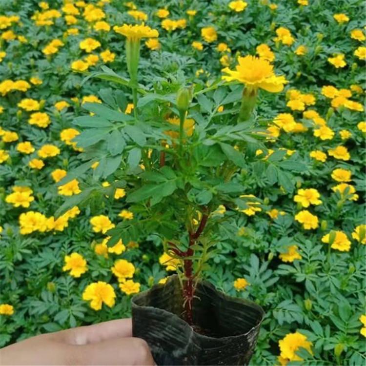 庭园栽培 山东孔雀草小苗价格