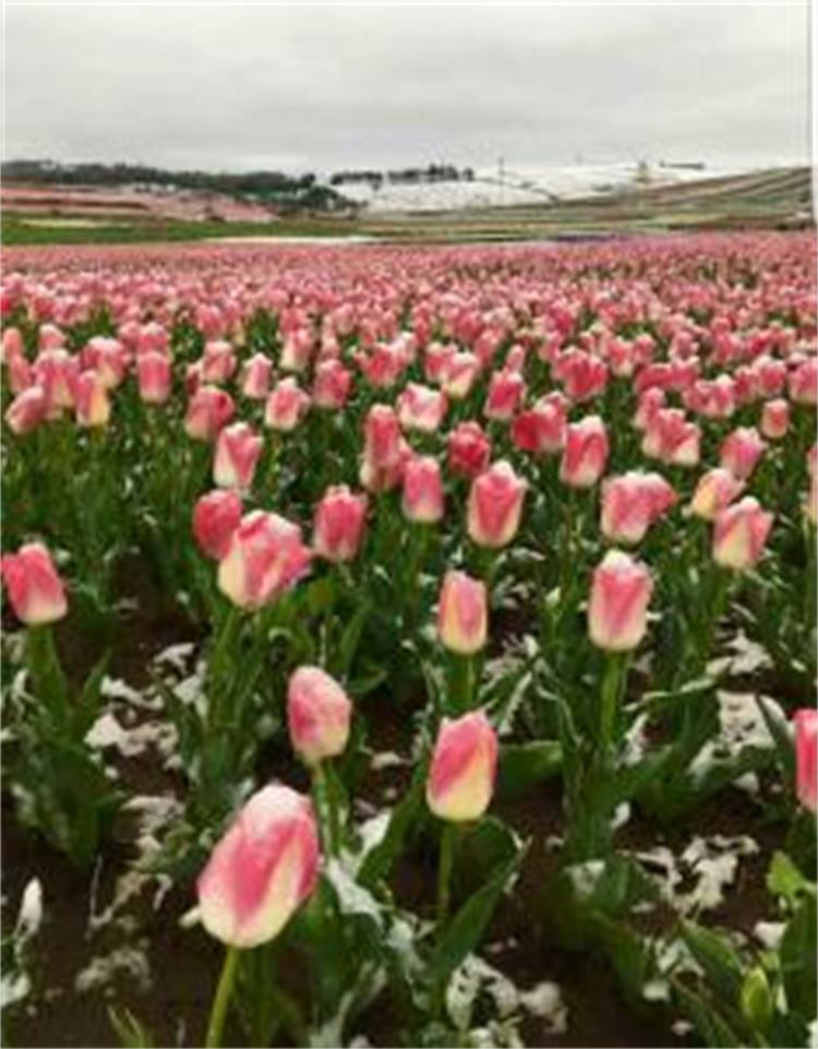 厂家直销花卉种植培育营养土 四川花卉种植培育营养土销售 花卉种植培育营养土批发