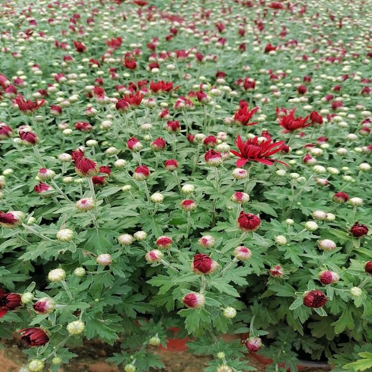 市政绿化翠菊  格桑花基地  苗圃直销
