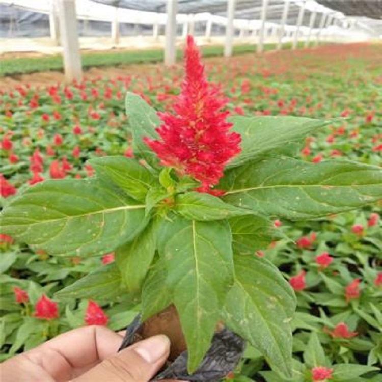 小区绿化鸡冠花  鸡冠花供应商  基地大量供应
