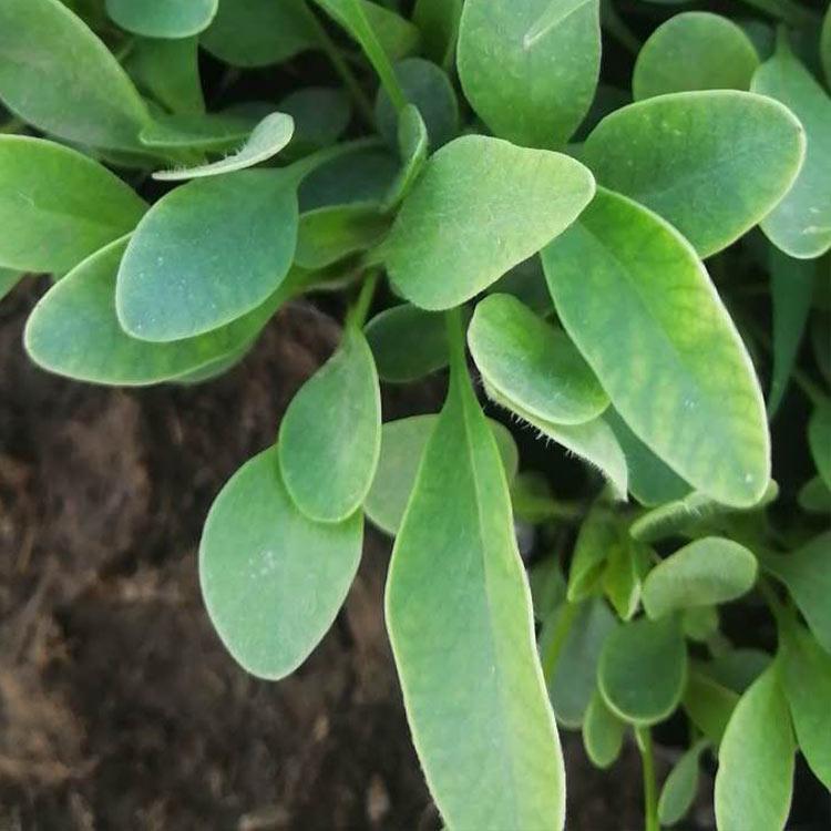 长势好 金鸡菊小苗供应商 山东金鸡菊小苗