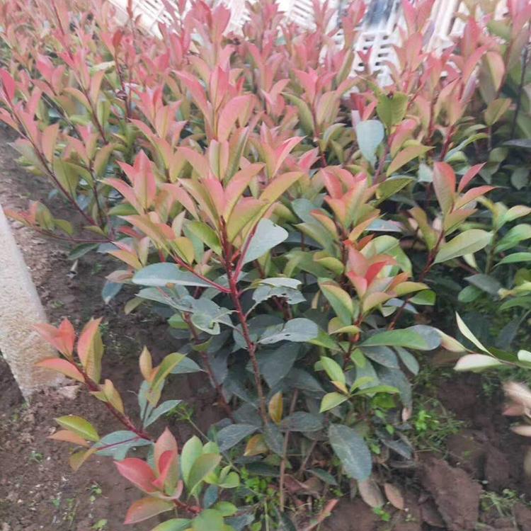 红叶石楠批发 山东绿化红叶石楠 苗圃供应