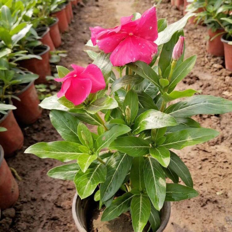 园林花坛植物 天天开花苗  价格优惠
