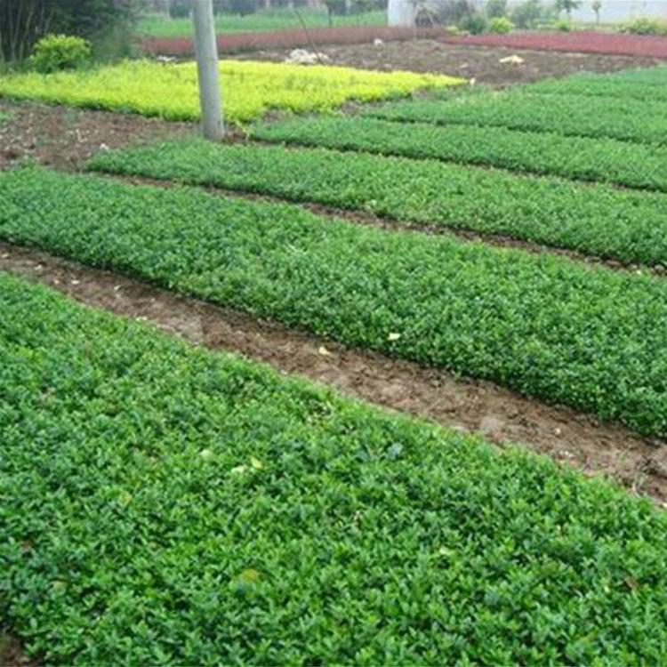 青州扶芳藤 我苗圃批发 扶芳藤批发