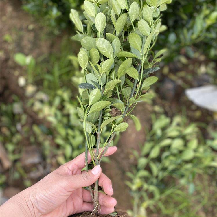 大叶黄杨种植基地 青州上盆大叶黄杨 苗圃供应