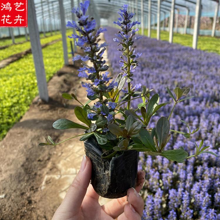 基地供应丹参 青州草花 品质好的 筋骨草