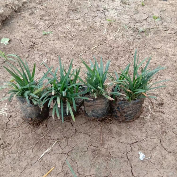 顺和花卉 麦冬 日本矮麦冬 细叶麦冬草坪绿化植物