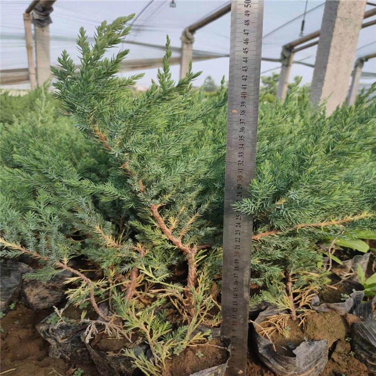 龙柏   小龙柏苗子   龙柏基地  河川苗木